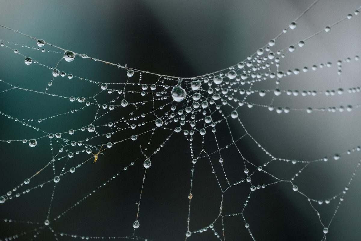 Telaraña con gotas de rocío de distinto tamaño, una gota central actuando como nodo del que irradian varios hilos: la lógica de un network graph, donde el tamaño del nodo codifica su grado o centralidad