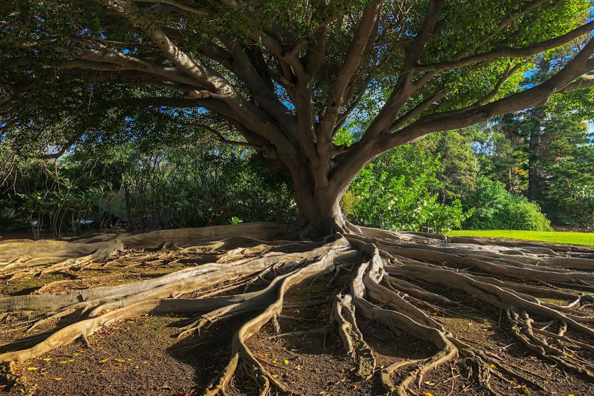 Raíces de un árbol grande que se ramifican desde un tronco único en decenas de brazos de grosor decreciente: la misma lógica de un sankey diagram, donde el ancho del trazo codifica el volumen de flujo que se va dividiendo