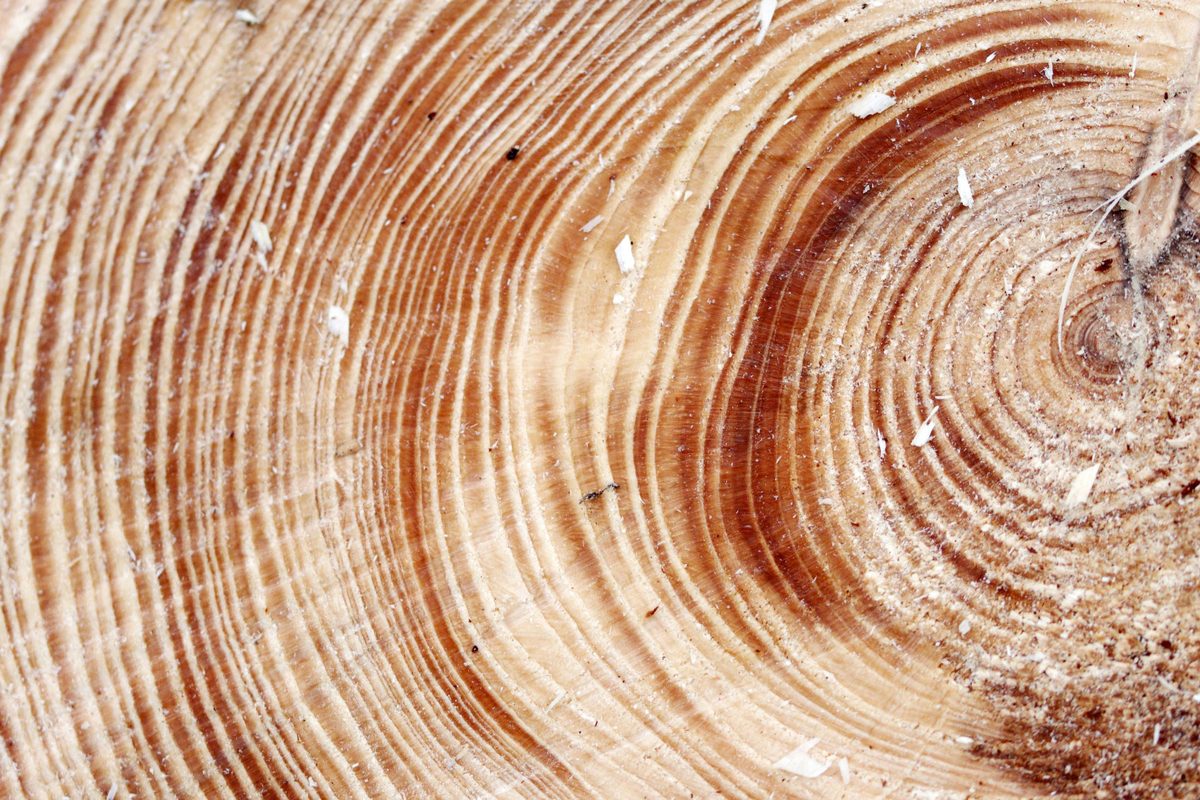 Anillos concéntricos de un tronco de árbol, cada uno más alejado del centro que el anterior: la misma estructura radial que organiza los niveles jerárquicos en un sunburst chart